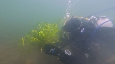 Ålegras utplantes ved Gressholmen