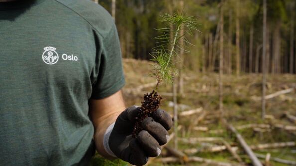 En hånd holder en furuplante i skogen, før den skal plantes i jorda.