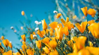 Gule blomster med en blå himmel