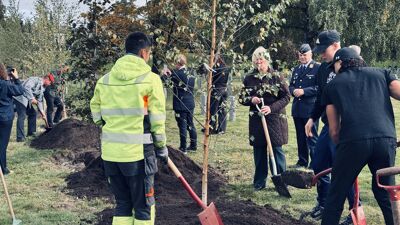 Treplanting på den tyske krigskirkegården på Alfaset gravlund.