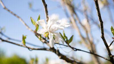 Bilde av magnoliablomstring
