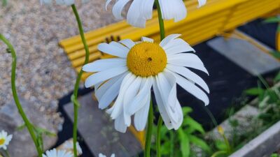 Blomster i en plantekasse