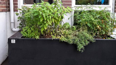 Milford plantekasse