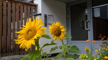 Solsikker utenfor utgangsdør i boligblokk