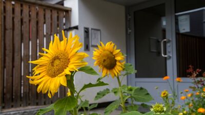 Solsikker utenfor utgangsdør i boligblokk