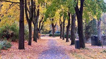 Gangvei på gravlund i høstfarger.