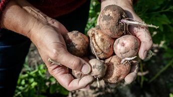 To hender bærer flere poteter.