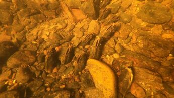 Elvemuslingbestanden i Lysakerelva er solid med til dels høy tetthet.