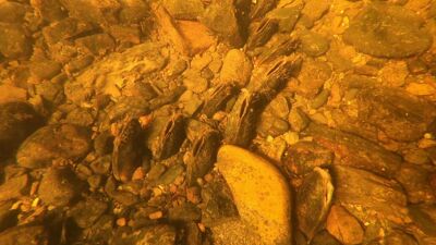 Elvemuslingbestanden i Lysakerelva er solid med til dels høy tetthet.