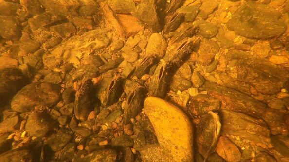 Elvemuslingbestanden i Lysakerelva er solid med til dels høy tetthet.