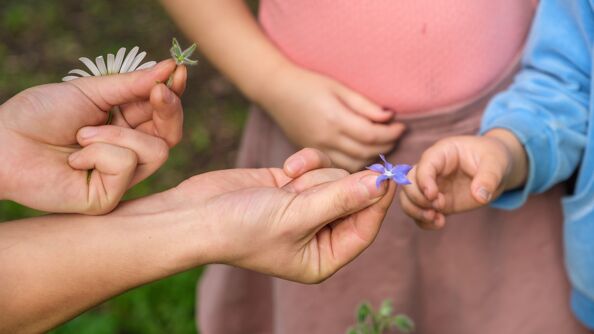 Bilde av voksen og barnehender som deler en blomsterkrone