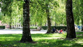 En gruppe på tre personer sitter på gresset mellom høye trær i Birkelunden.