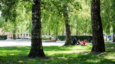 En gruppe på tre personer sitter på gresset mellom høye trær i Birkelunden.