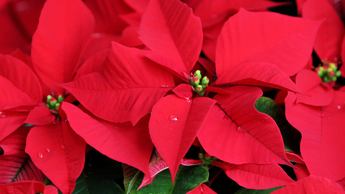 Nærbilde av rød juleblomst