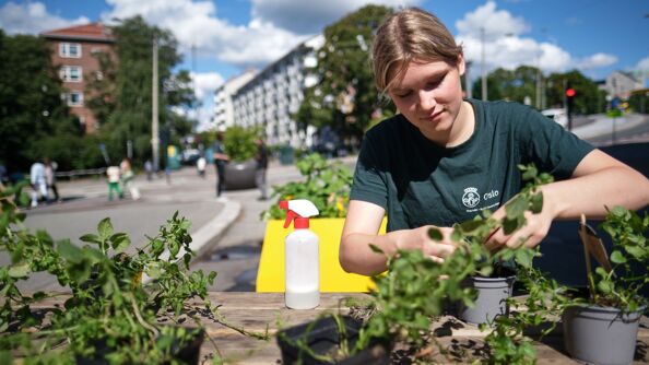 Linnea (20 år) har sommerjobb i Bydel Gamle Oslo.