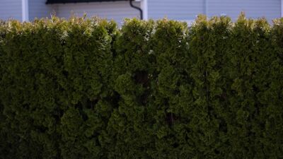 Grønn hekk foran husvegg