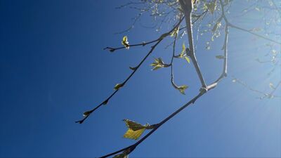 Grener av bjørketre mot blå himmel