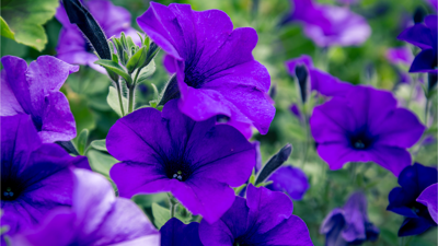 Lilla blomster, petunia