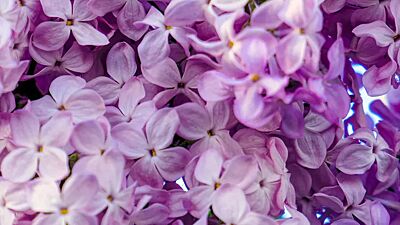 Nærbilde av lilla blomster