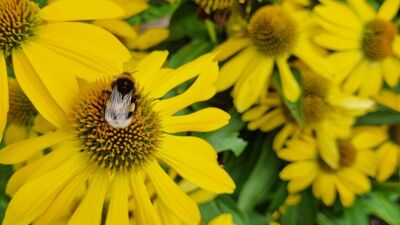 Gule blomster med en humle.