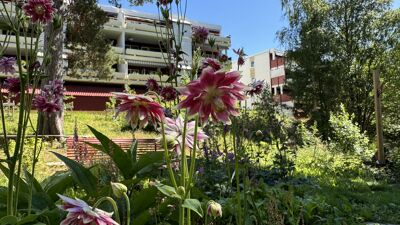 Et grøntområde med plantekasser hvor det vokser urter og planter.