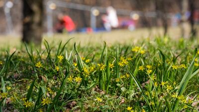 Gress med blomster i bypark med diffuse menneskefigurer i bakgrunnen