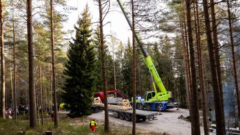 Treet som heises på kran