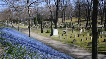 Markblomster på Vår Frelsers gravlund