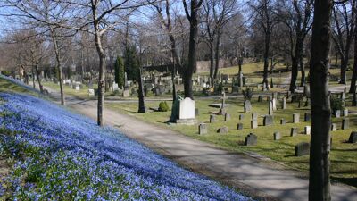 Markblomster på Vår Frelsers gravlund