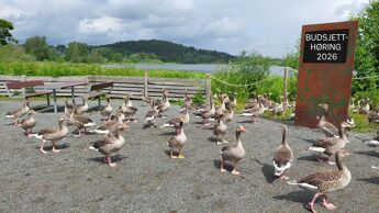 Bildet viser gjess på grus med Østensjøvannet i bakgrunnen. Gjessene står foran et skilt der det står "Budsjetthøring 2026".