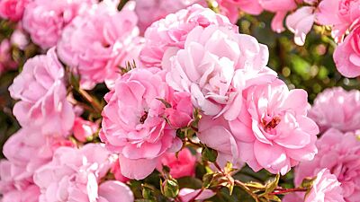 Nærbilde av rosa blomster