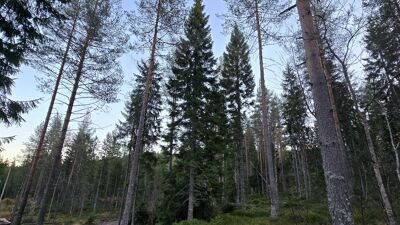 Før: Ever Oslo i Nordmark