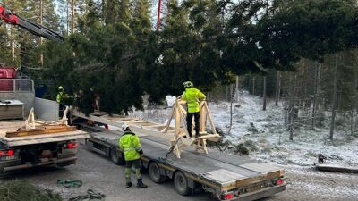 Juletreet ble fraktet ut av skogen i en spesiallaget krybbe.