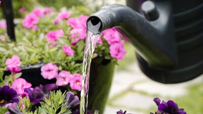 Vannkanne og blomst er krukke.