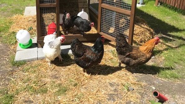 Fem høner på vei ut av buret sitt på jakt etter korn.