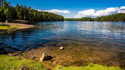 Skogsvann omkranset av grantrær.