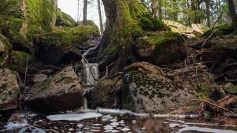 Bak Skappeldemninga i Østmarka.