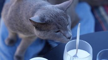 Grå katt på vei fra et fang mot et glass som står på et bord.