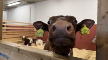 En kalv, stående i en bås, ser i kamera.