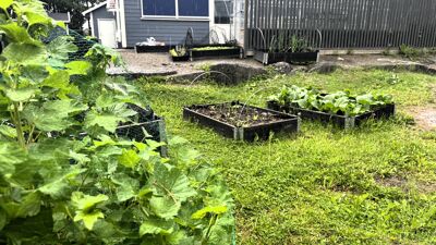 Busker, plantekasser og gress foran grå barnehage
