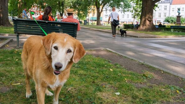 Brun hund som står bundet i en benk i park med gangvei og trær