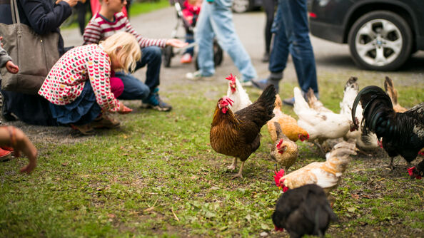 Høner i Geitemyra skolehager (foto: Svein Gunnar Kjøde)