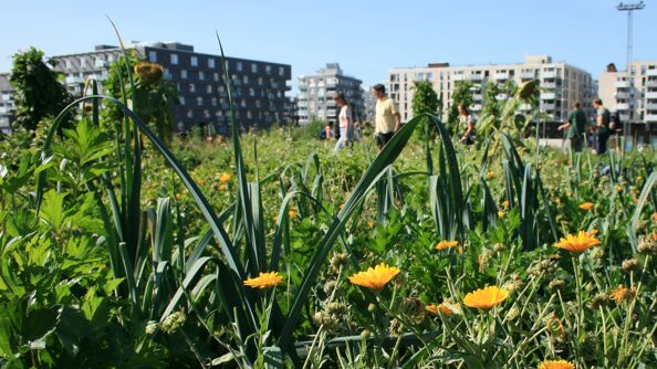 Urbant landbruk på Losæter.