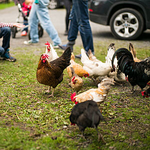 Høner på Geitmyra skolehager