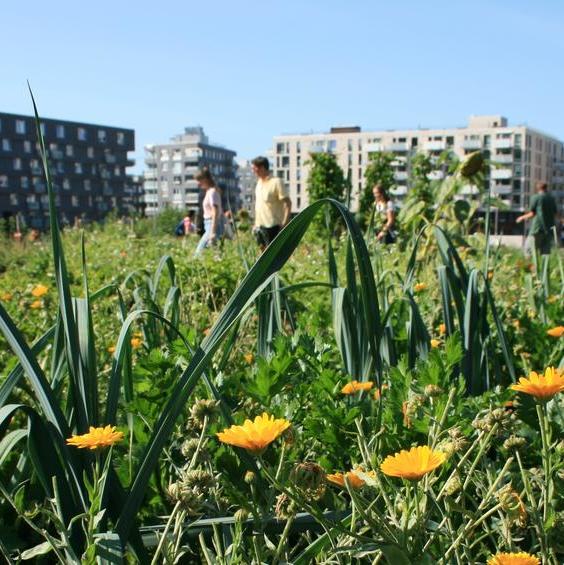 Losæter. Foto: Oslo kommune/Bymiljøetaten
