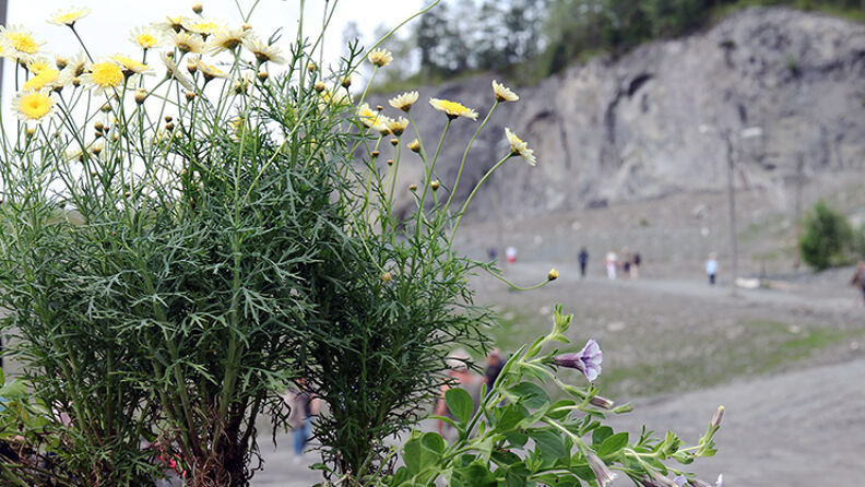 Bilde fra sørbruddet i Huken med blomster i bakgrunn og folk på tur i bakgrunnen