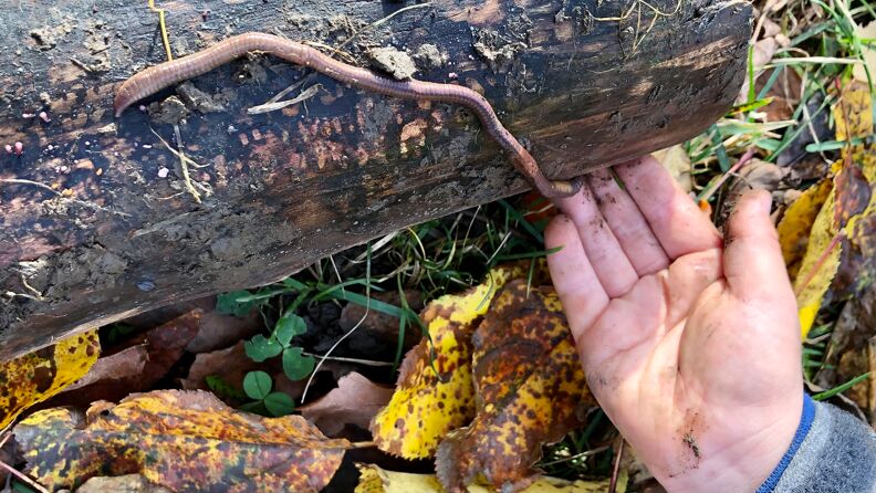 Barn finner en lang mark på stokk