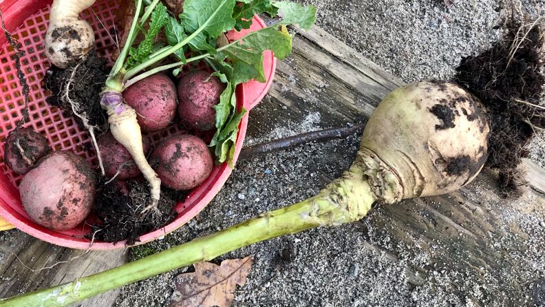 Grønnsaker er høstet.