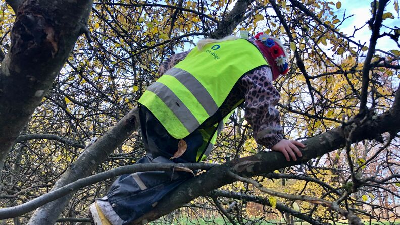 Jente klatrer i tre.