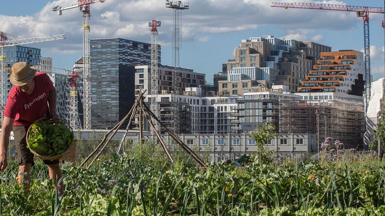 Mann høster i urban hage